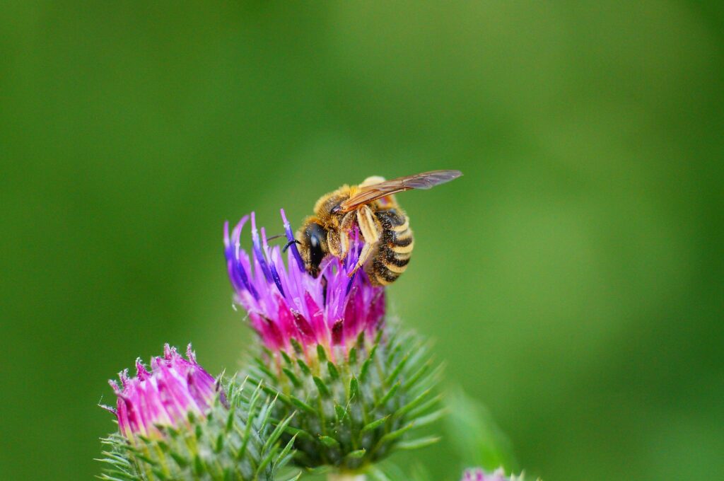 Honey bee on a thistle.